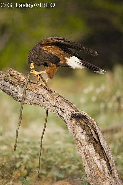 Harris's Hawk l07-45-113.jpg